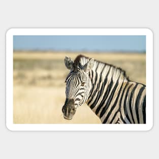 Zebra portrait in golden grass. Sticker